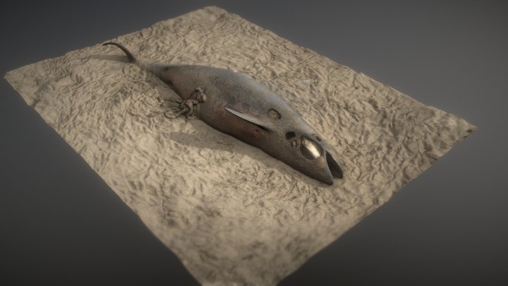 Dead Porpoise 3D Model