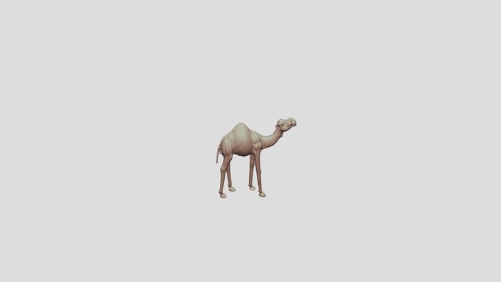 camel exercise1 3D Model