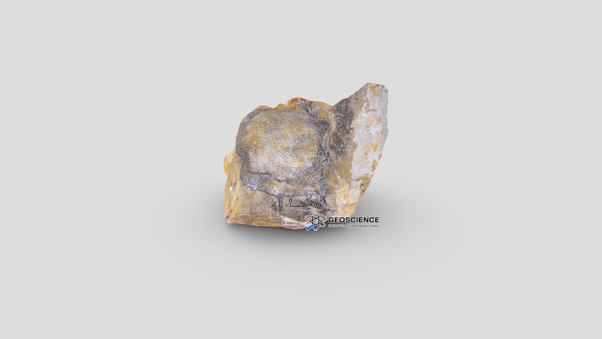Brachiopod