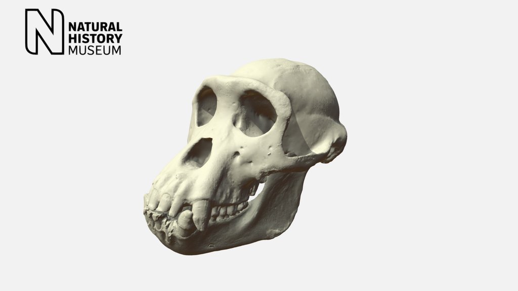 Chimpanzee skull