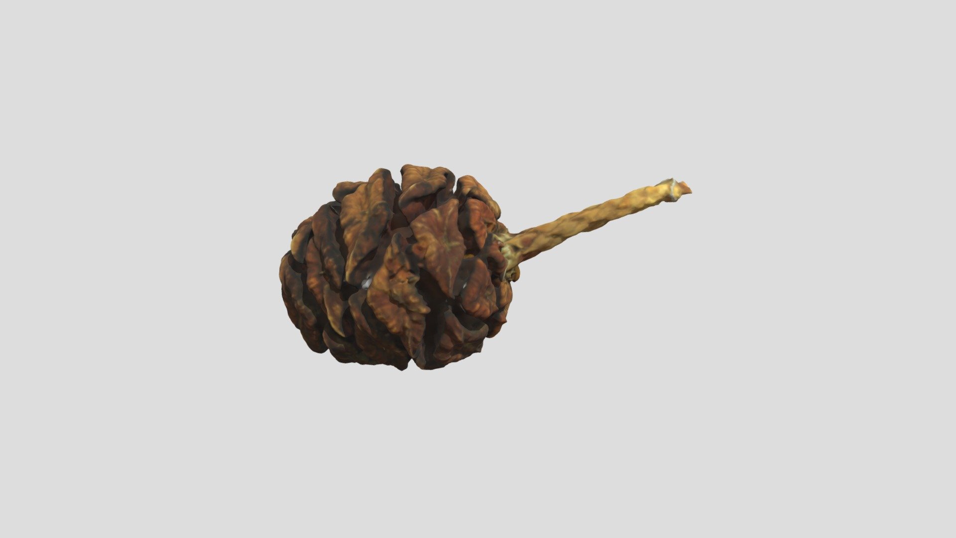 Pine Cone