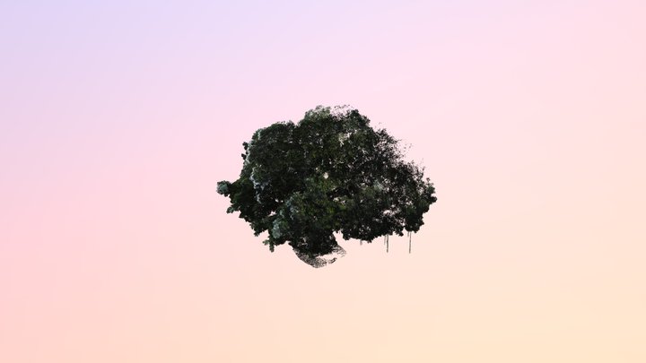 榕樹(B06) 3D Model