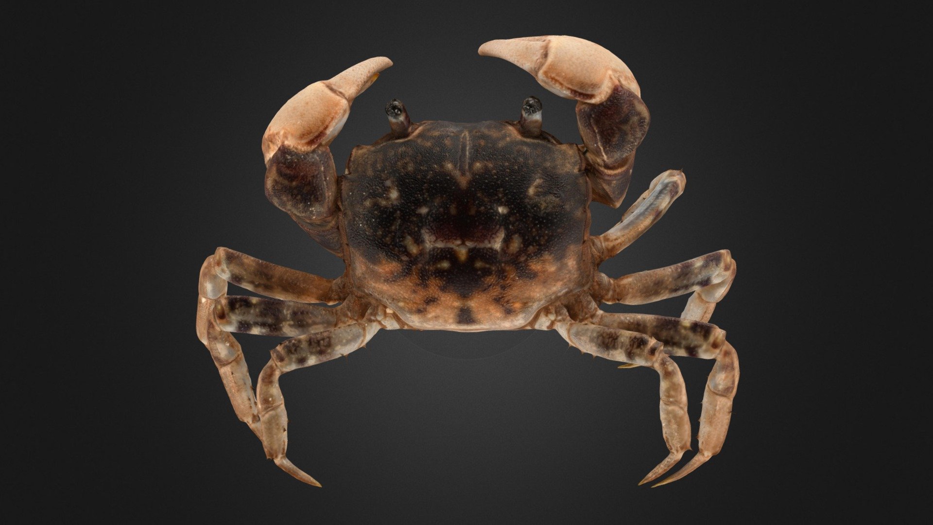 コレクションシリーズセスジタカネミナミカブト-2 CC0 ミナミアシハラガニ 🦀 ♀ Purple And Cream Shore Crab
