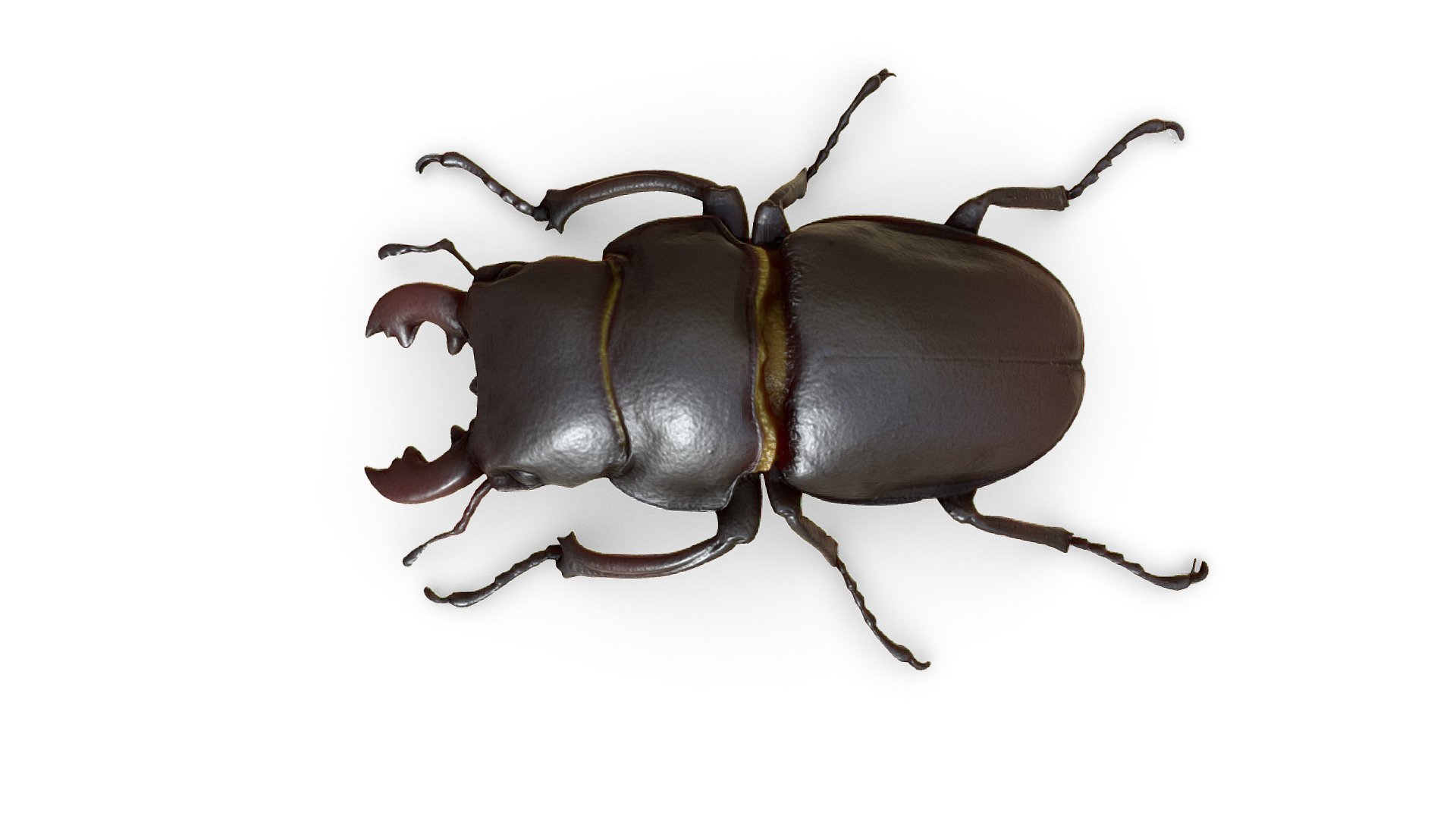 Stag Beetle - Buy Royalty Free 3D model by Europac3d [10c0e24 ...