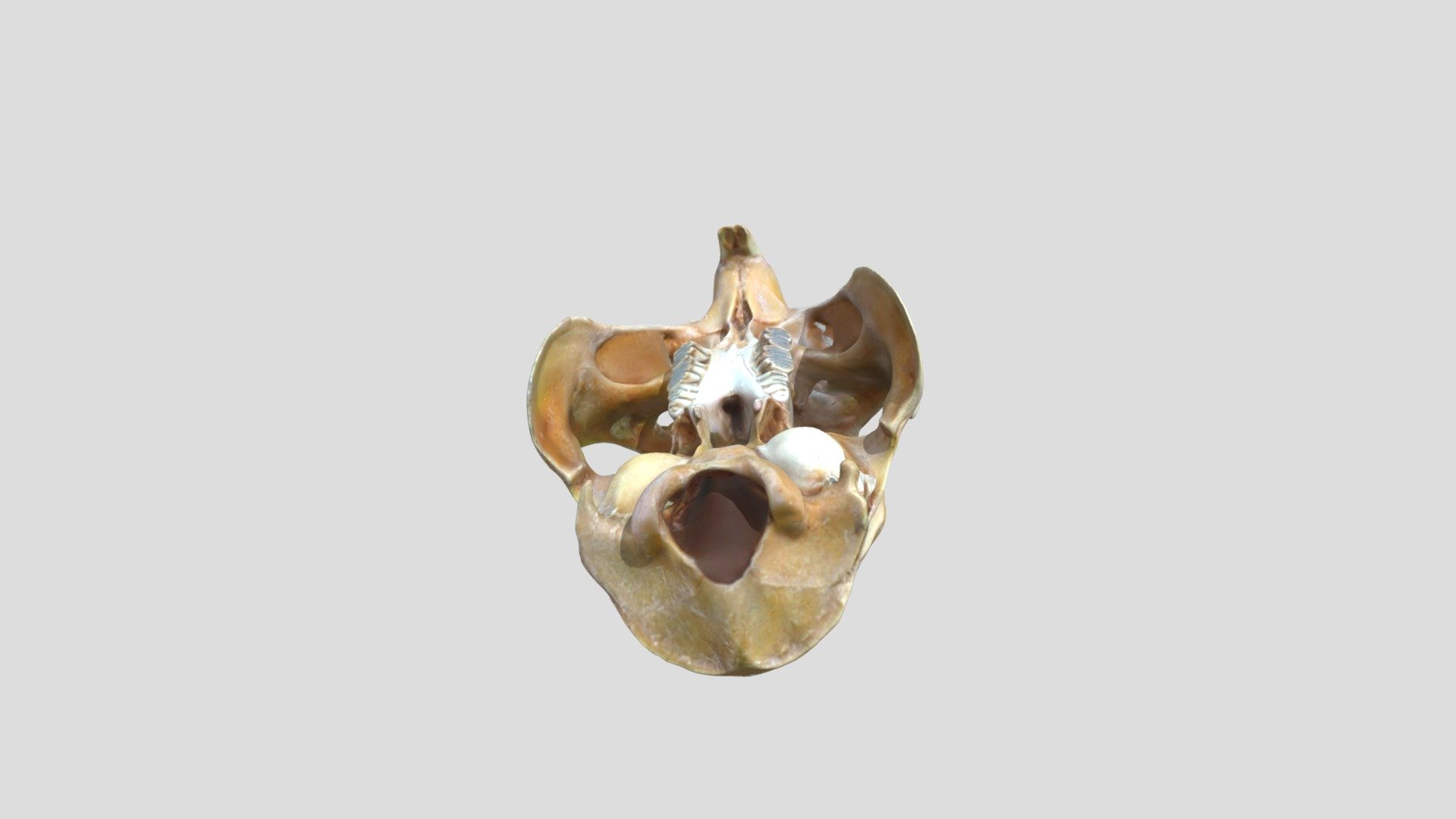 Cuniculus_taczanowskii_U_SAP.ZOO.67_sca 3D model by Davide Tamagnini