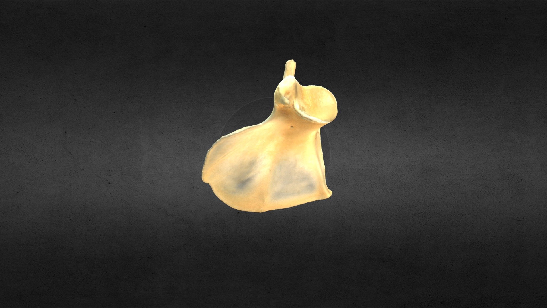 MSCC098 Puma concolor Juvenile Left Scapula