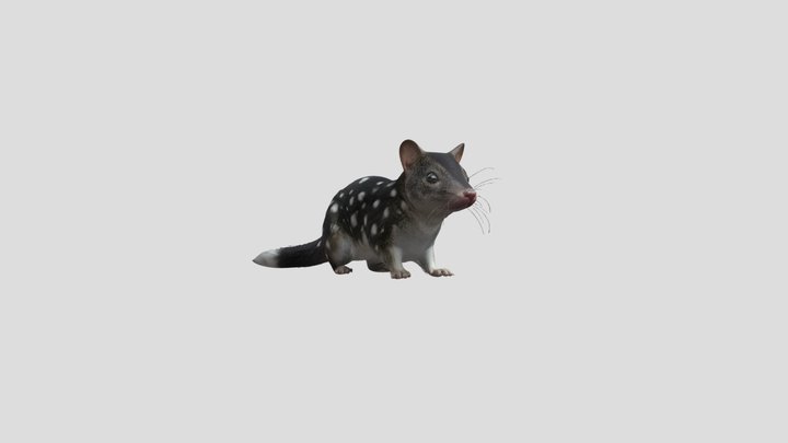 Spotted Night Wanderer 3D Model