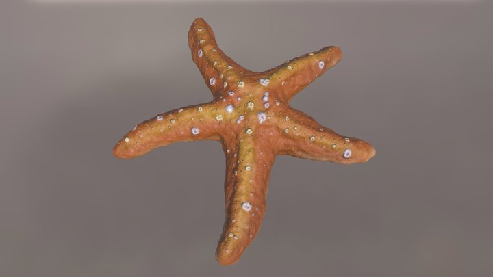 Starfish 3D Model