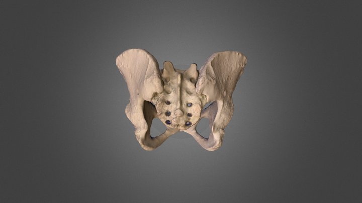 Female Pelvis Posterior – 1 3D Model