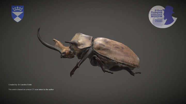 Rhinoceros beetle 3D Model