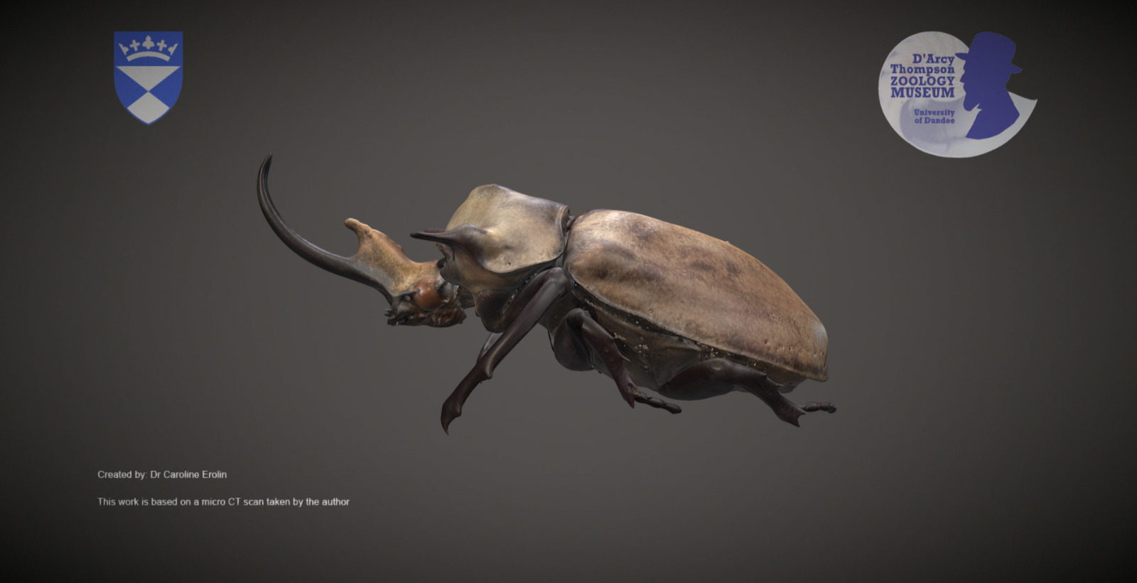 Rhinoceros Beetle 3D Pen Stencil - 3Doodler