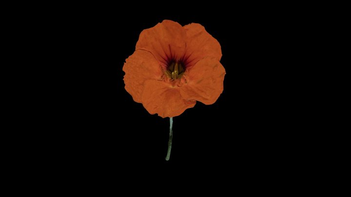 Tropaeolum majus (Nasturtium) 3D Model