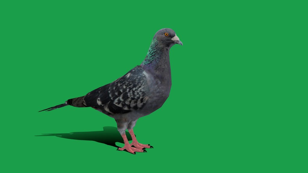 Gascogne Pigeon Bird (Lowpoly) Free