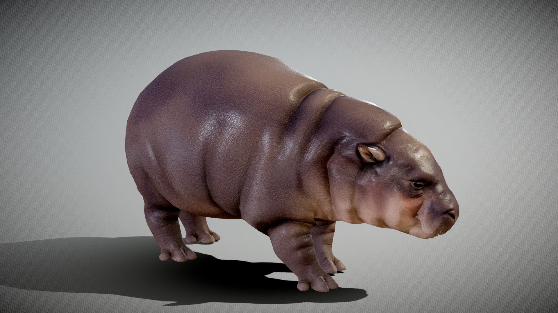 Baby Pygmy Hippopotamus — Sketchfab embed 3D viewer