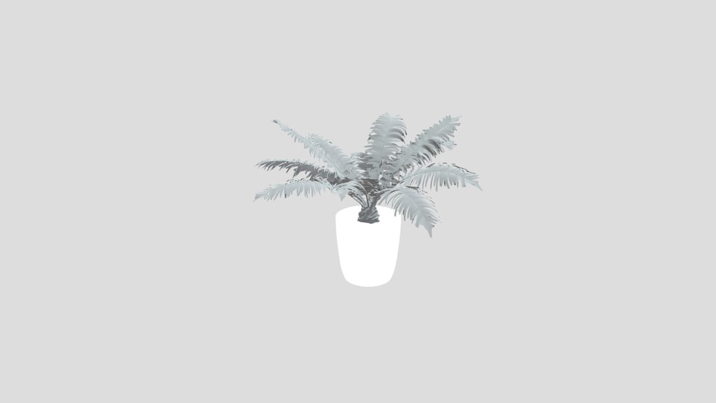 Tree Fern Date Palm Potted