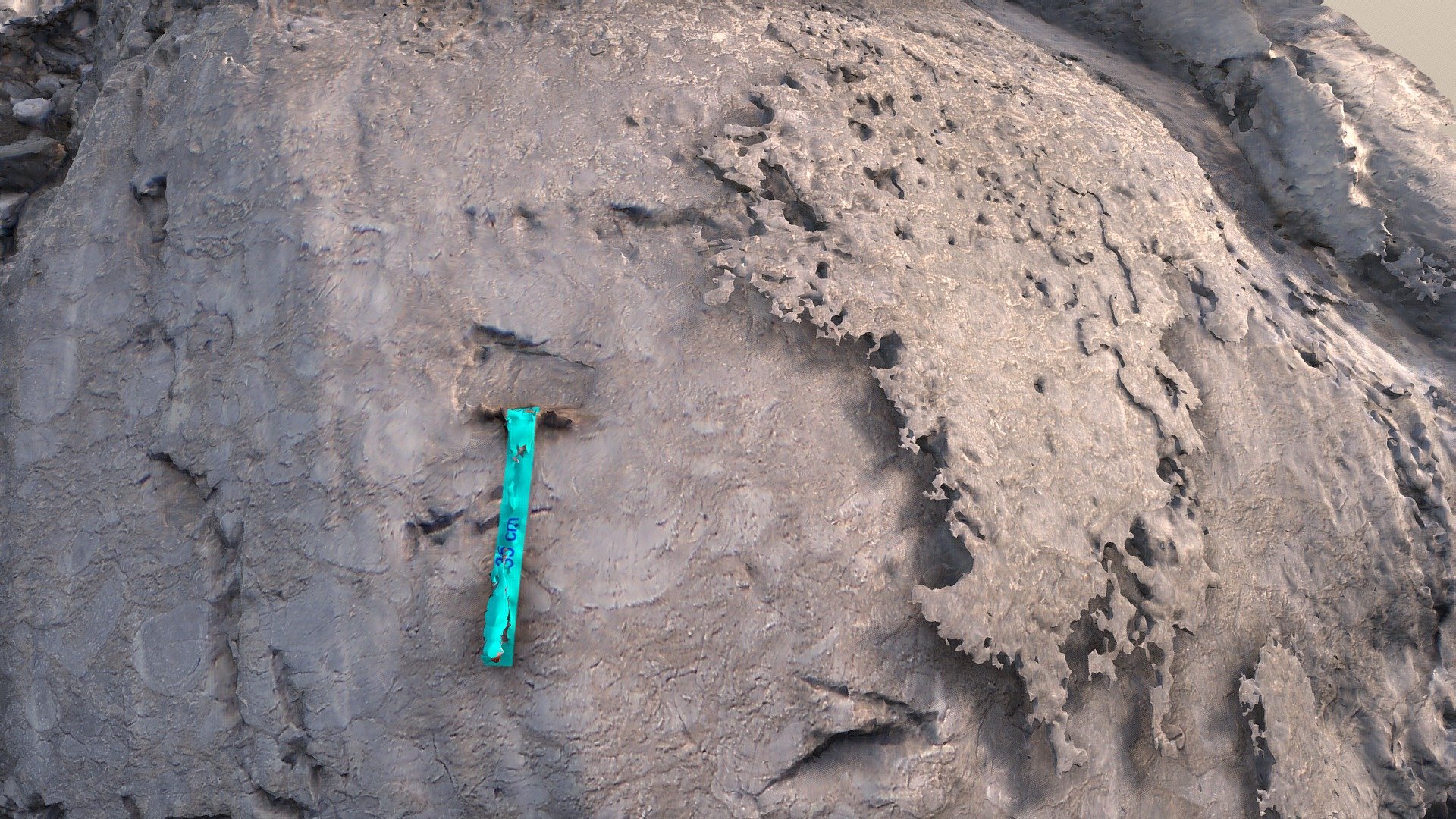 Fossilferrous rock