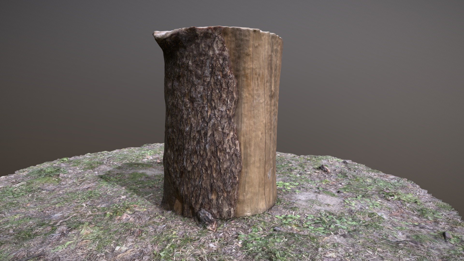 Pine tree stump
