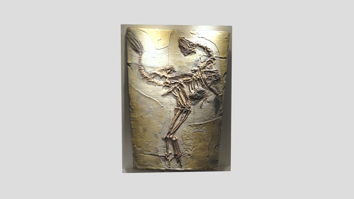 Claudipteryx Fossil 3D Model