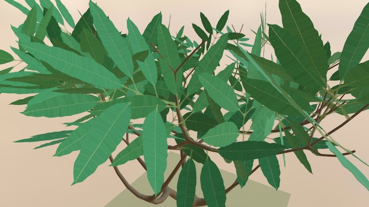 Realistic looking Mango Tree 3D Model