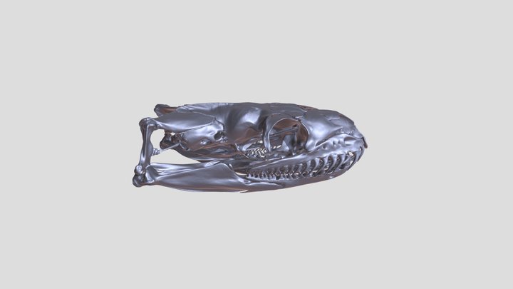 Skull of Python regius (ball python) 3D Model