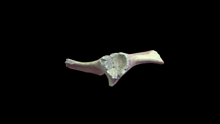 Wild Cane Cay 202 Bone