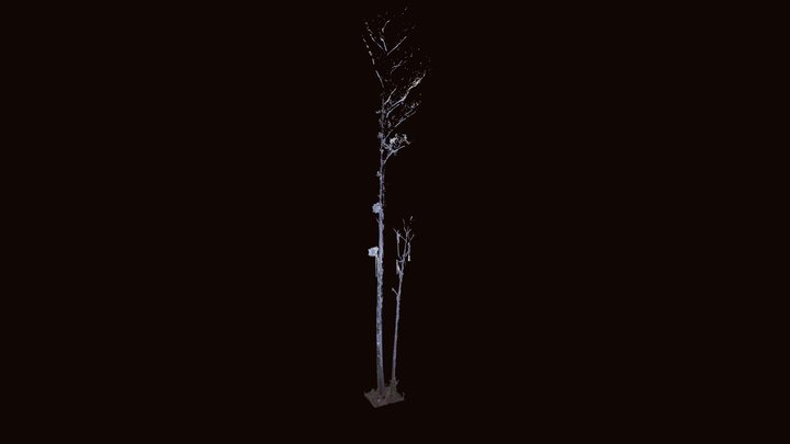 Toolangi Eucalyptus Regnans 3D Model