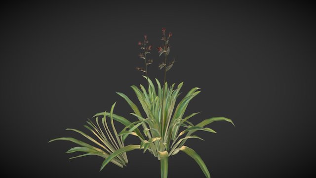 NZ Flax 3D Model
