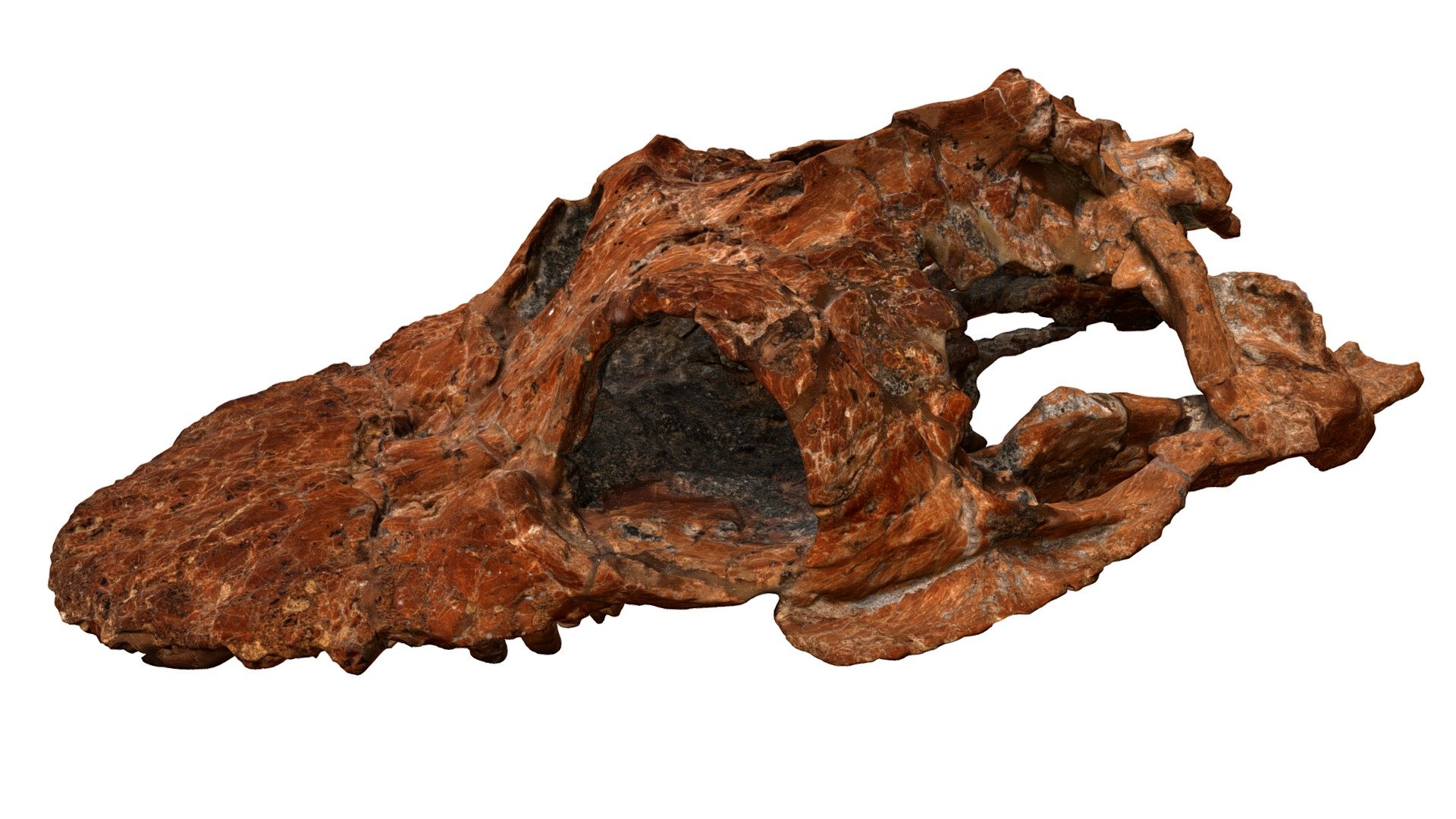 Microcleidus melusinae TV434 Holotype - skull — Sketchfab embed 3D viewer