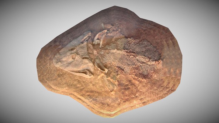 Acanthostega gunnari Fossil – Kostenloses 3D-Modell STL