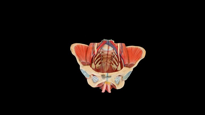 female pelvic floor-2_2 3D Model