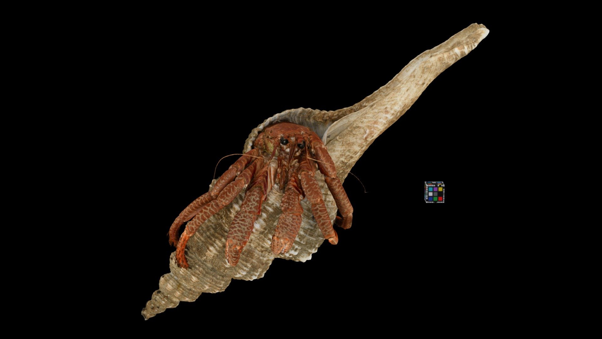 CC0 ケスジヤドカリ Mediterranean Hermit Crab — Sketchfab embed 3D viewer