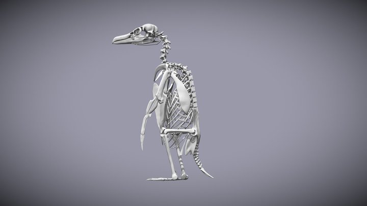 Magellanic Penguin Skeleton 3D Model