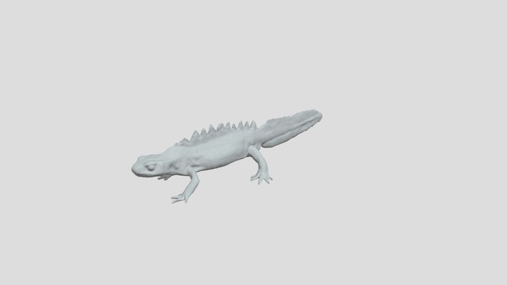 Great Crested Newt V1