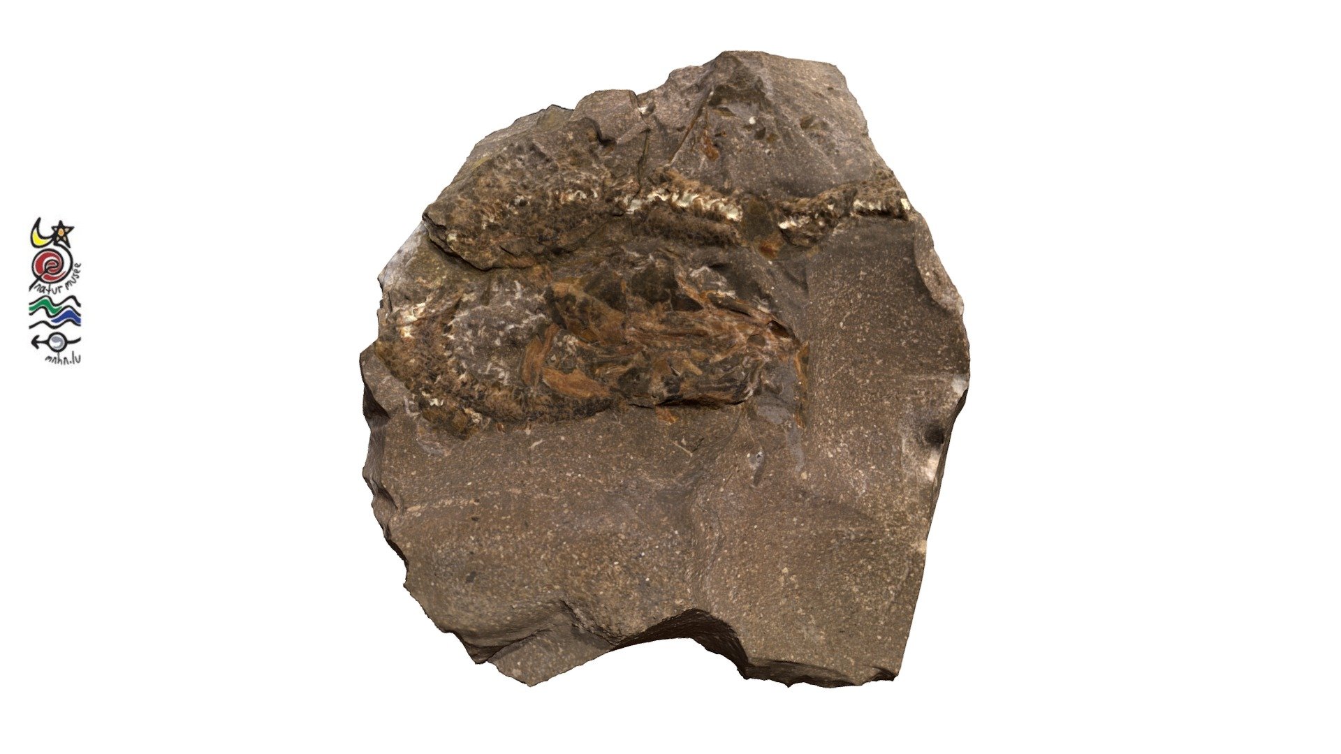 Haasichthys michelsi TV038