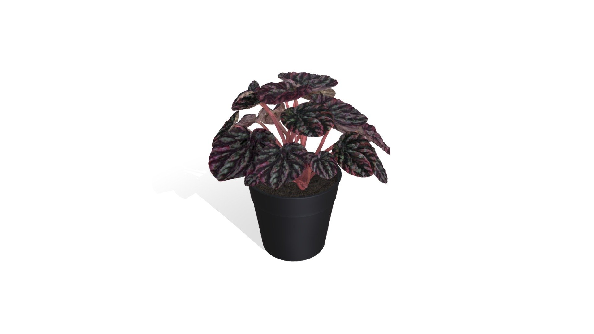 Peperomia caperata — Sketchfab embed 3D viewer
