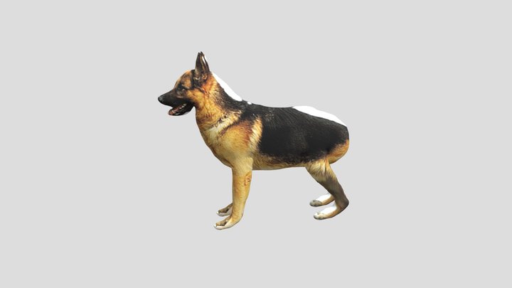 Dog 3D Model
