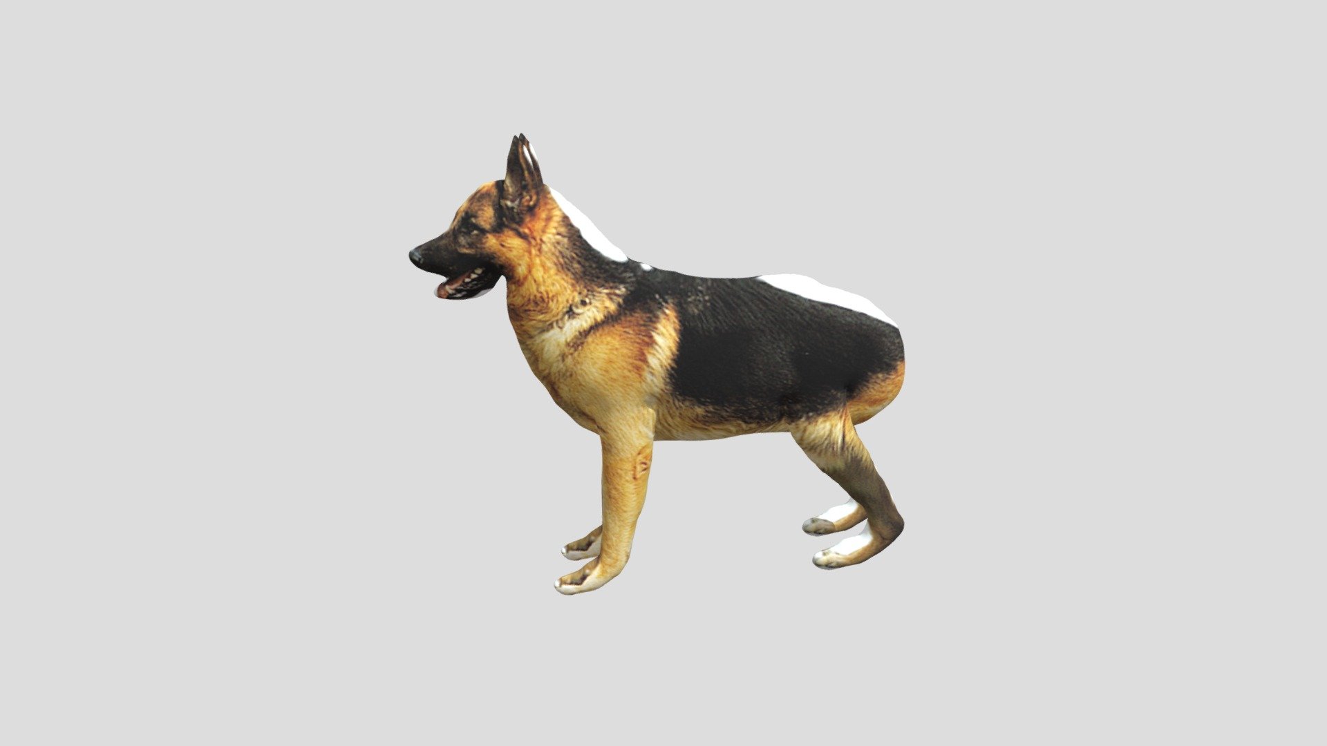Dog