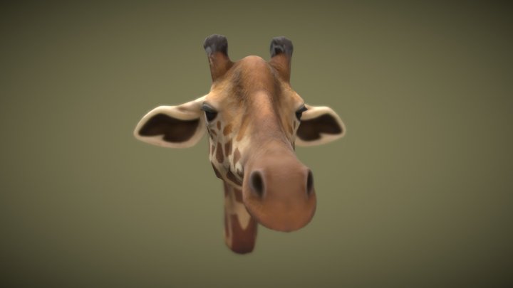 Giraffe Head Study
