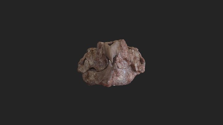Rhynchosaur skull (Hyperodapedon sp.) 3D Model