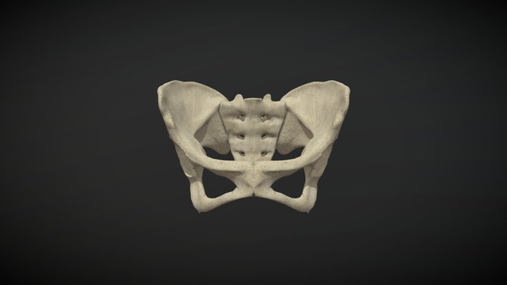 Pelvis – Free 3D Model STL