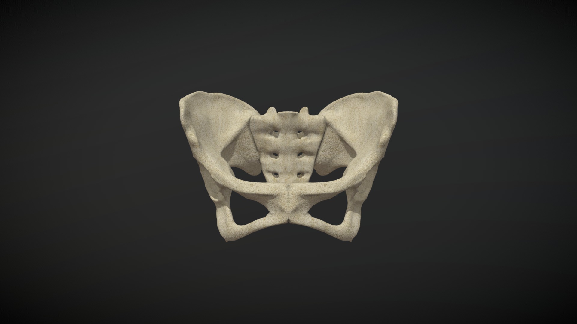 3D model Pelvis - This is a 3D model of the Pelvis. The 3D model is about a white and grey object.