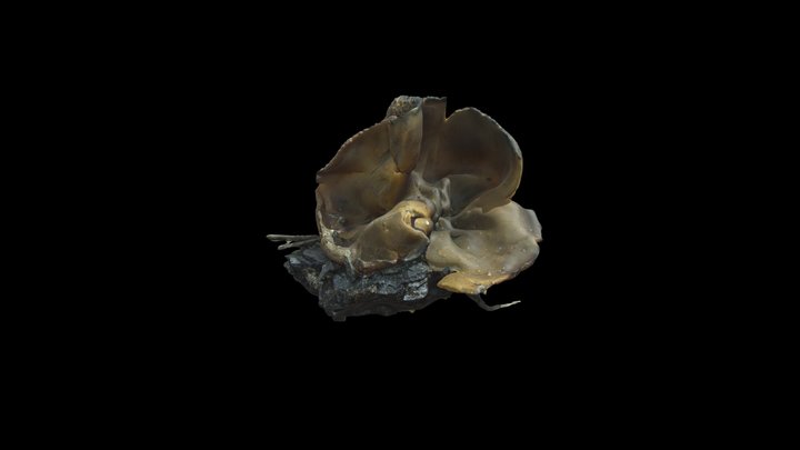 Plicaria endocarpoides 3D Model