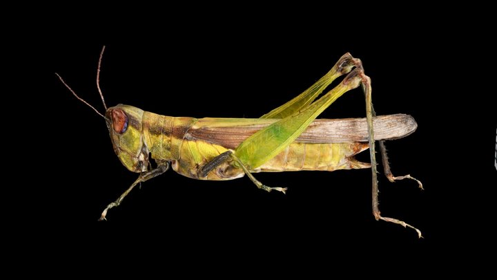 CC0 ハネナガイナゴ 🦗 ♀ Long-winged Rice Grasshopper