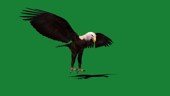 Bald Eagle Bird 3D Model