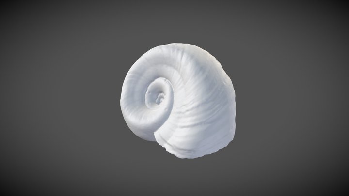 Biomphalaria choanomphala (Martens, 1897) – Modello 3D gratuito STL
