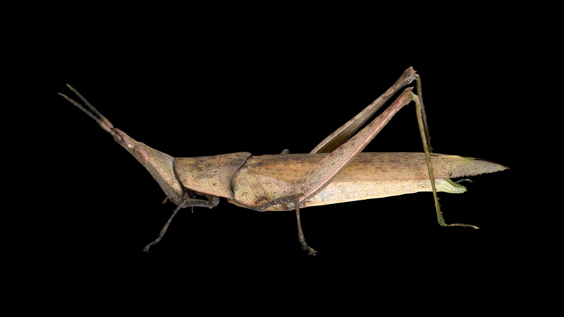 オンブバッタ ♀ Grasshopper, Atractomorpha lata