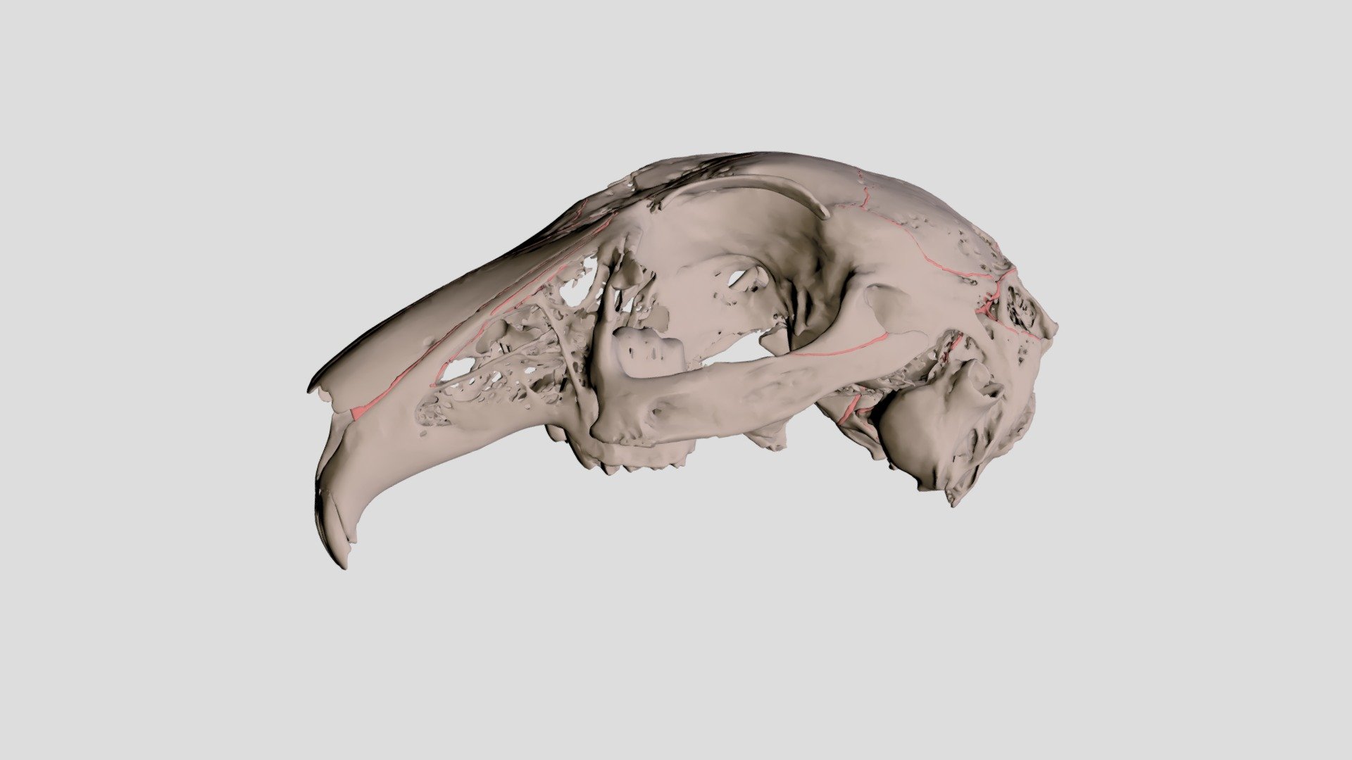 European rabbit skull - 3D model by Alana Sharp (@asharp) [110f537 ...