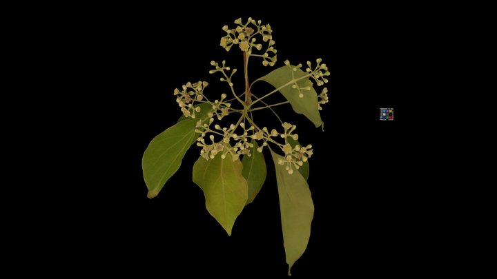 CC0 クスノキ Camphor Tree, Cinnamomum camphora – Free 3D Model STL