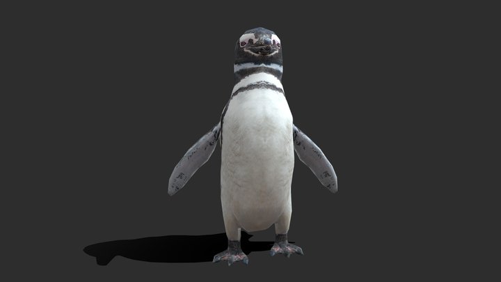 Low Poly Magellanic Penguin 3D Model