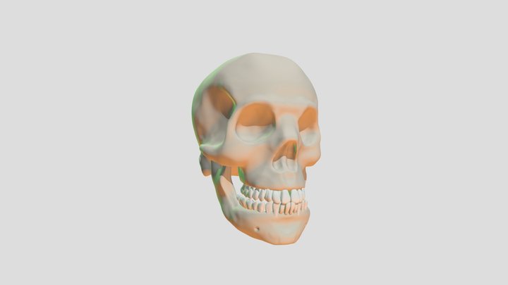 un-textured Skull 3D Model